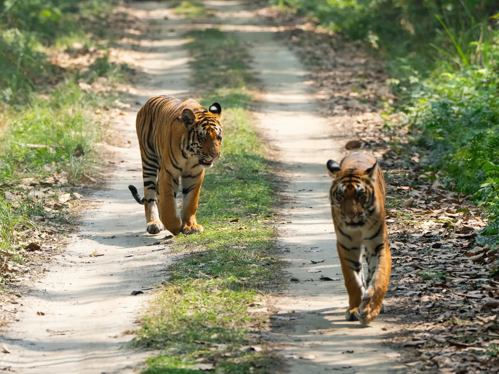 Sundarbans - The Wild Within | A Lost & Found Gathering